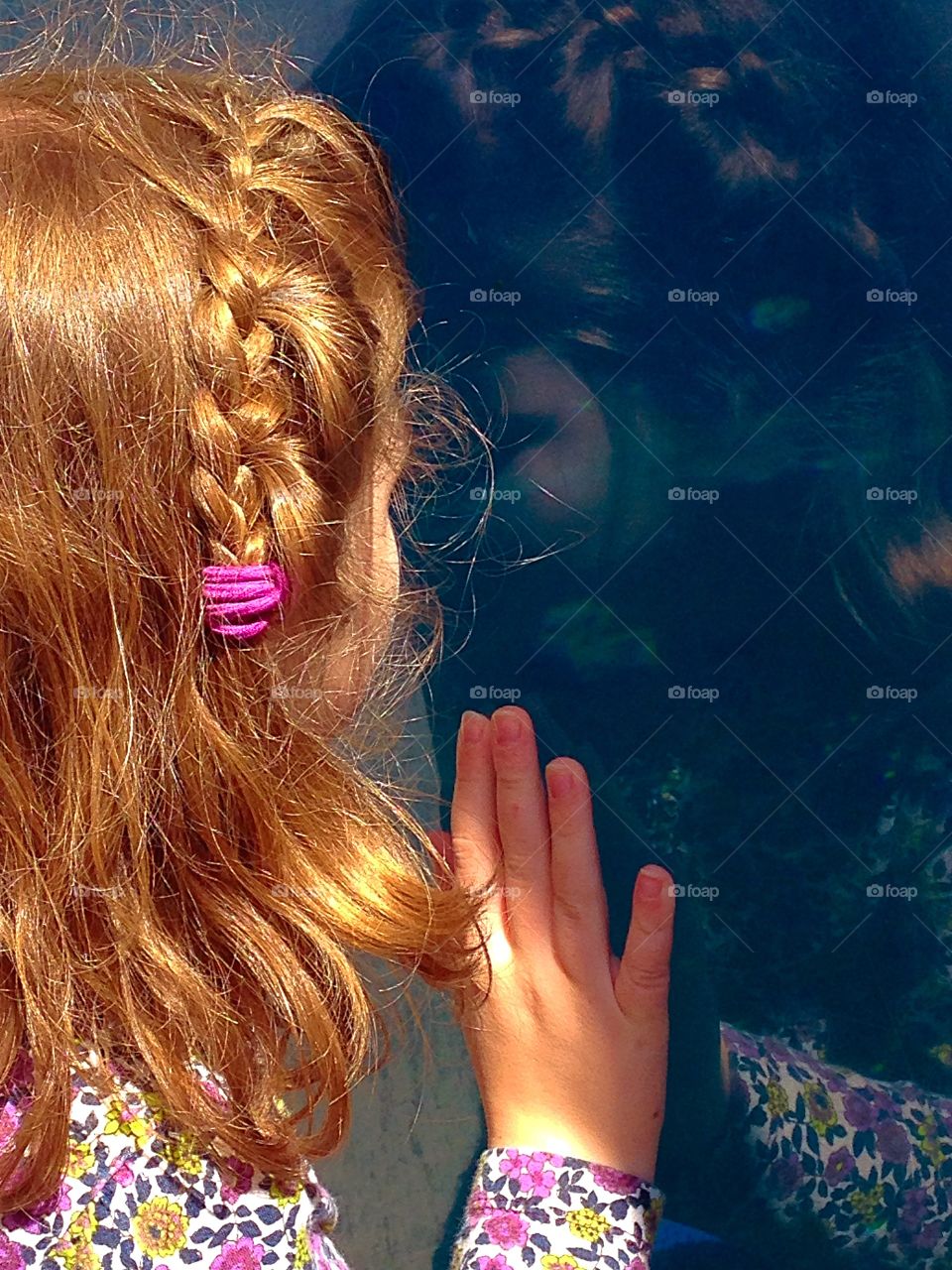 Nose against the glass . Watching for the Beluga Whale