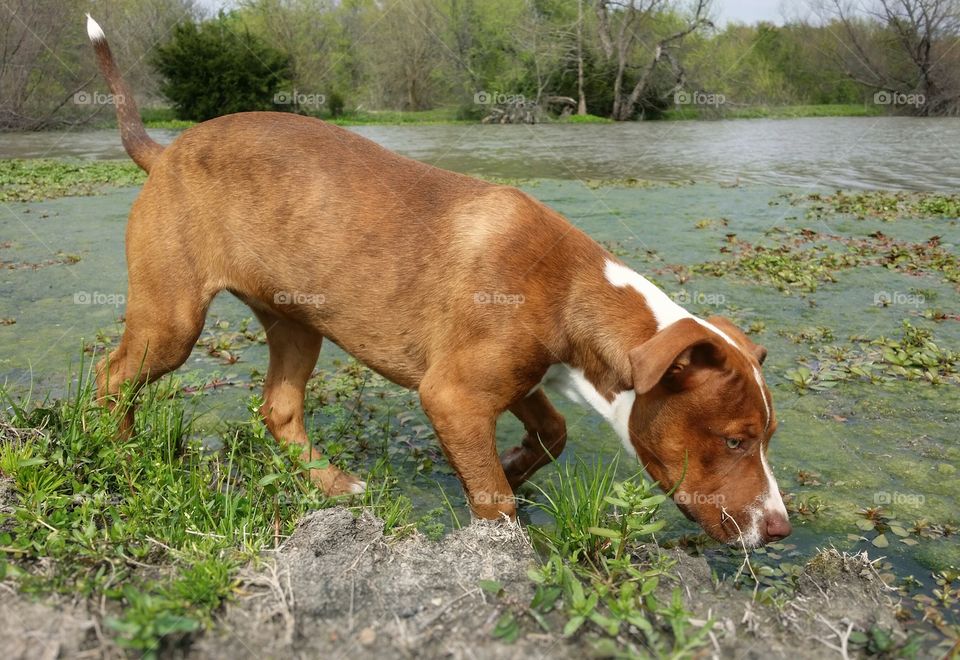 A puppy smelling the water in a pond in spring