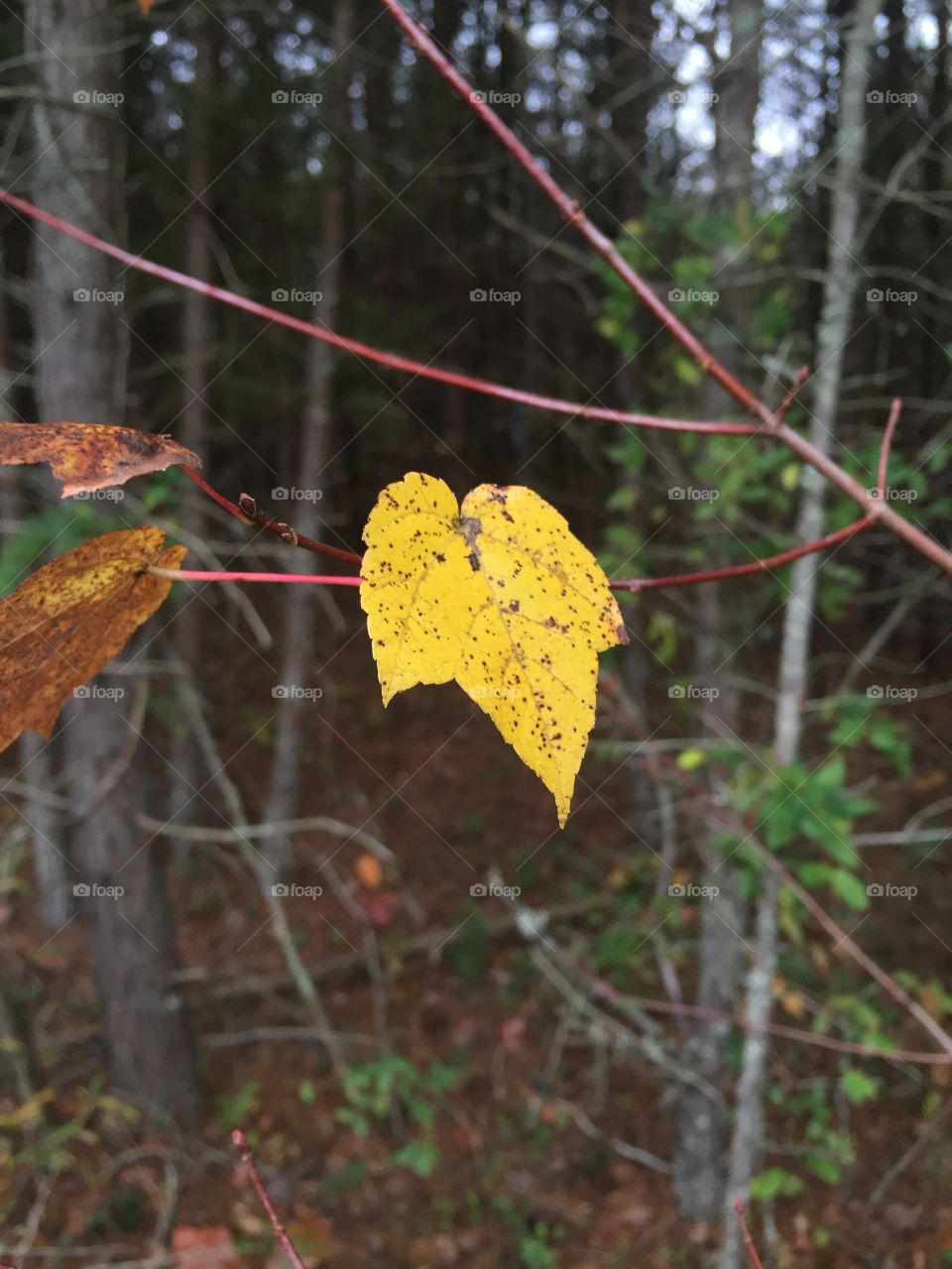 Yellow speckled leaf - Pfafftown, NC