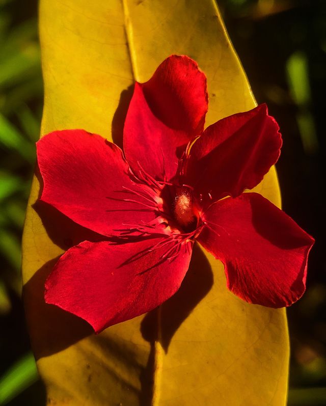 yellow flower