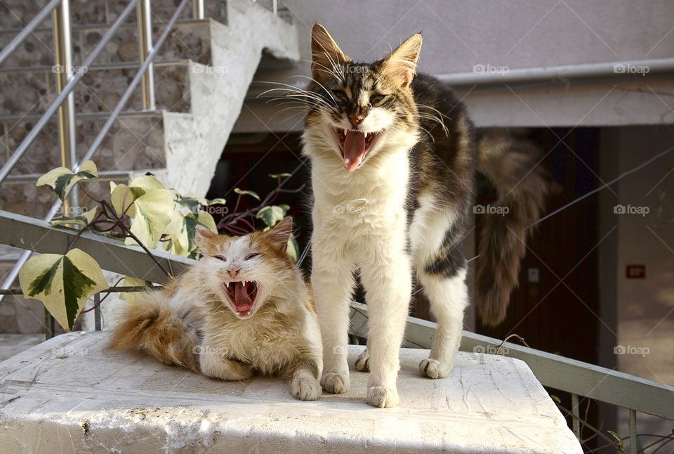 a pair of angry cats