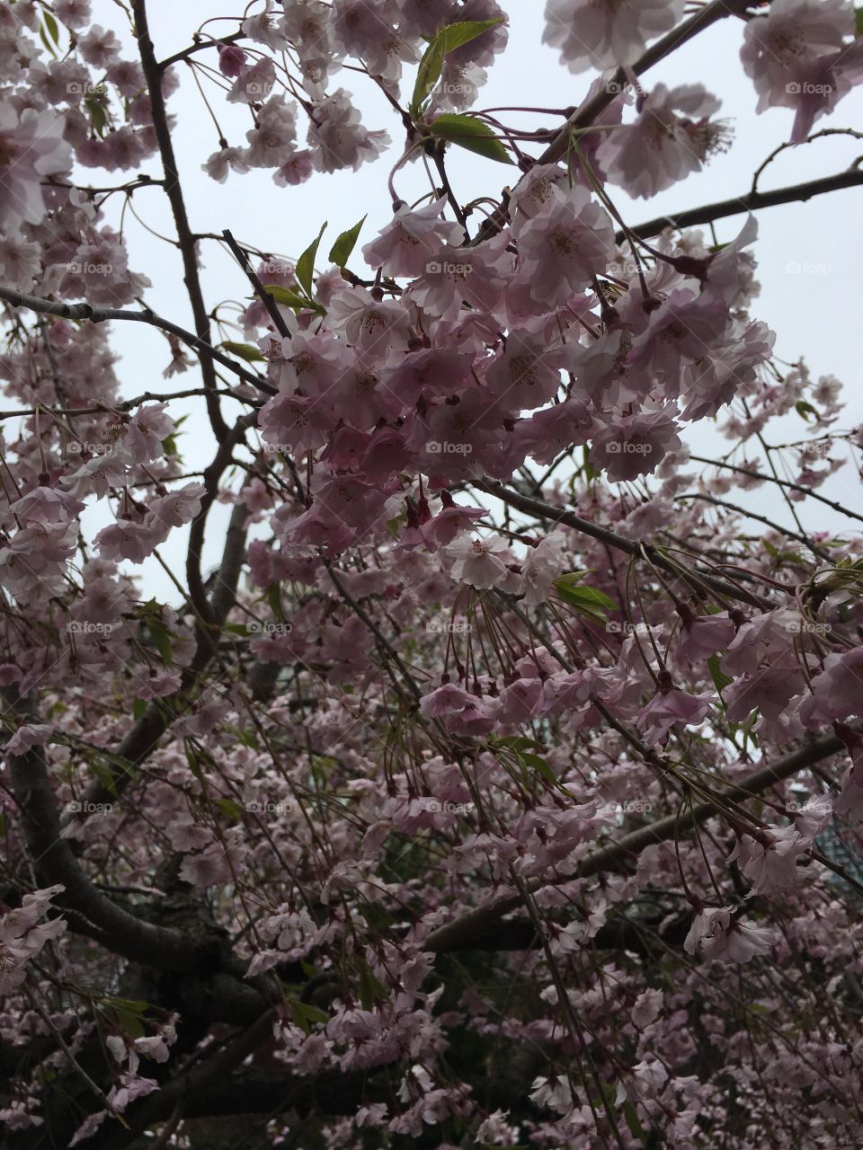 Close up blossoms