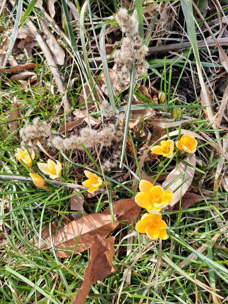 spring is coming - yellow  crocus