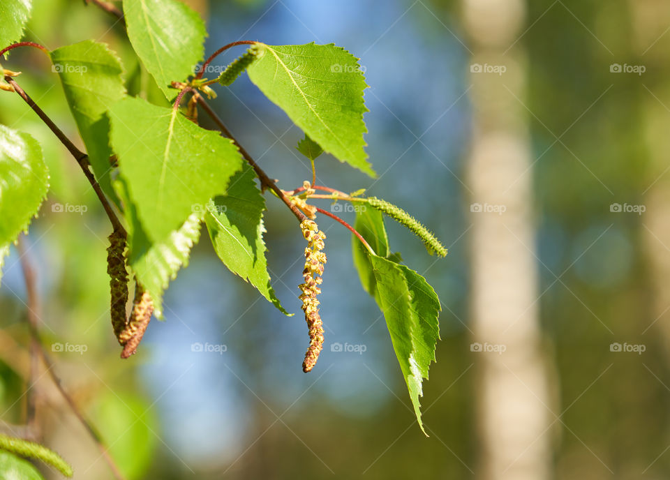 Birch tree catkins and fresh green leaves with small aphids in leaves on spring afternoon in Finland. 