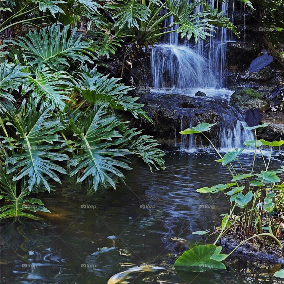 Beautiful waterfall surrounded by tropical plants at Marie Selby Botanical Gardens.