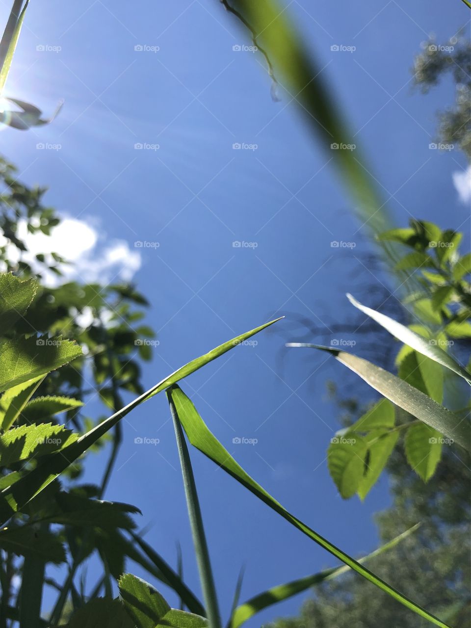 Небо из травы