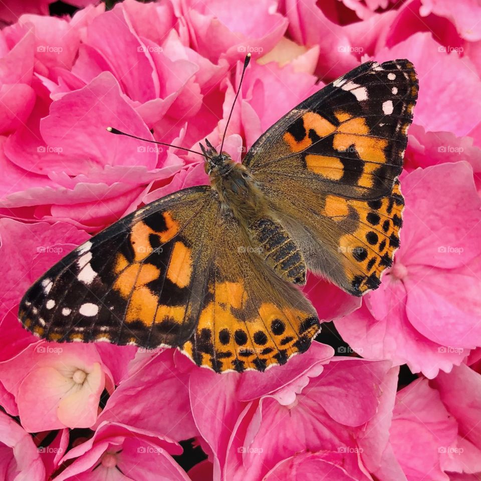 A Painted Lady butterfly takes a rest on a blooming pink hydrangea bush in Washington State