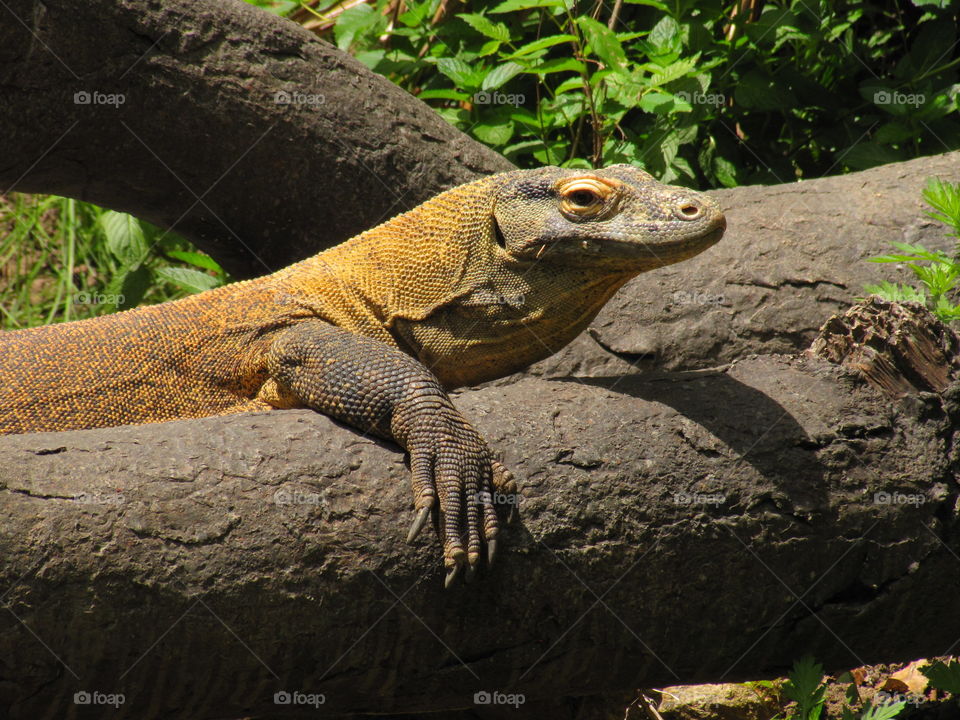 Young Komodo Dragon relaxing on a branch