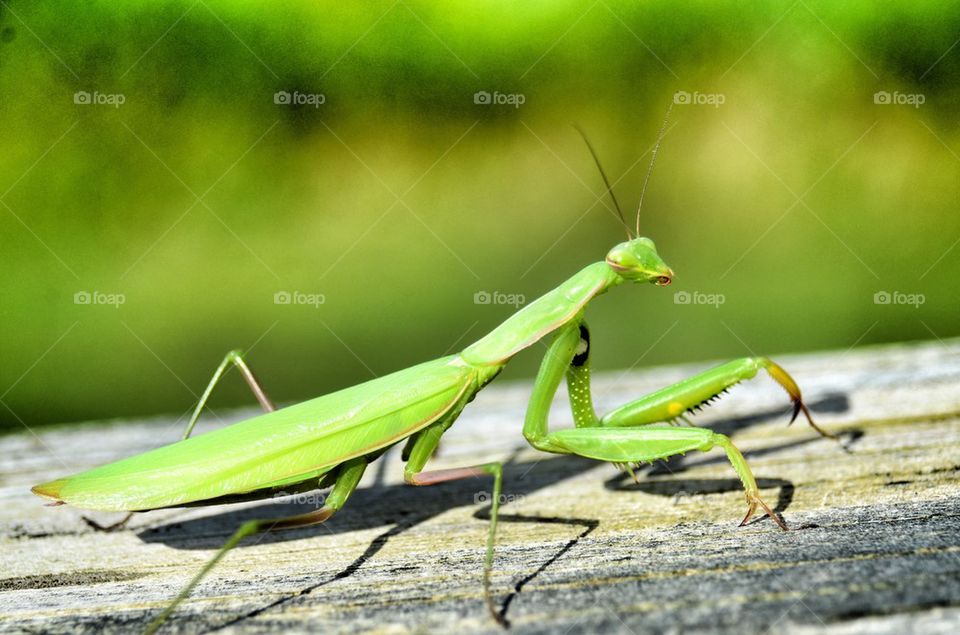 Close-up of green praying mantis on wooden
