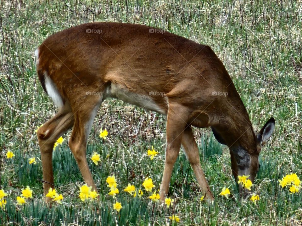deer grazing in green grass sunny day
