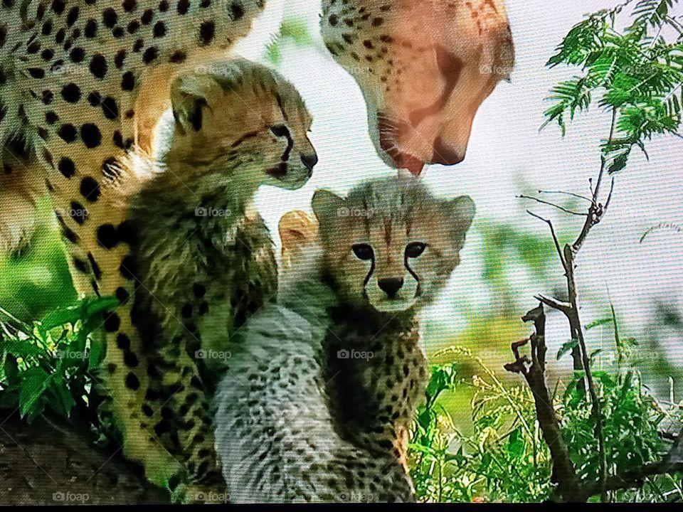one Tiger whit babies