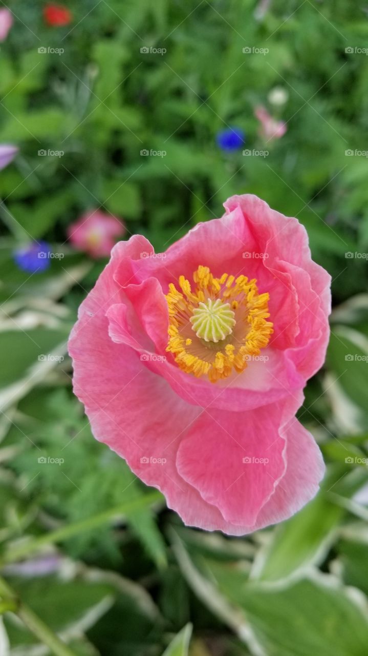 Pink bloom