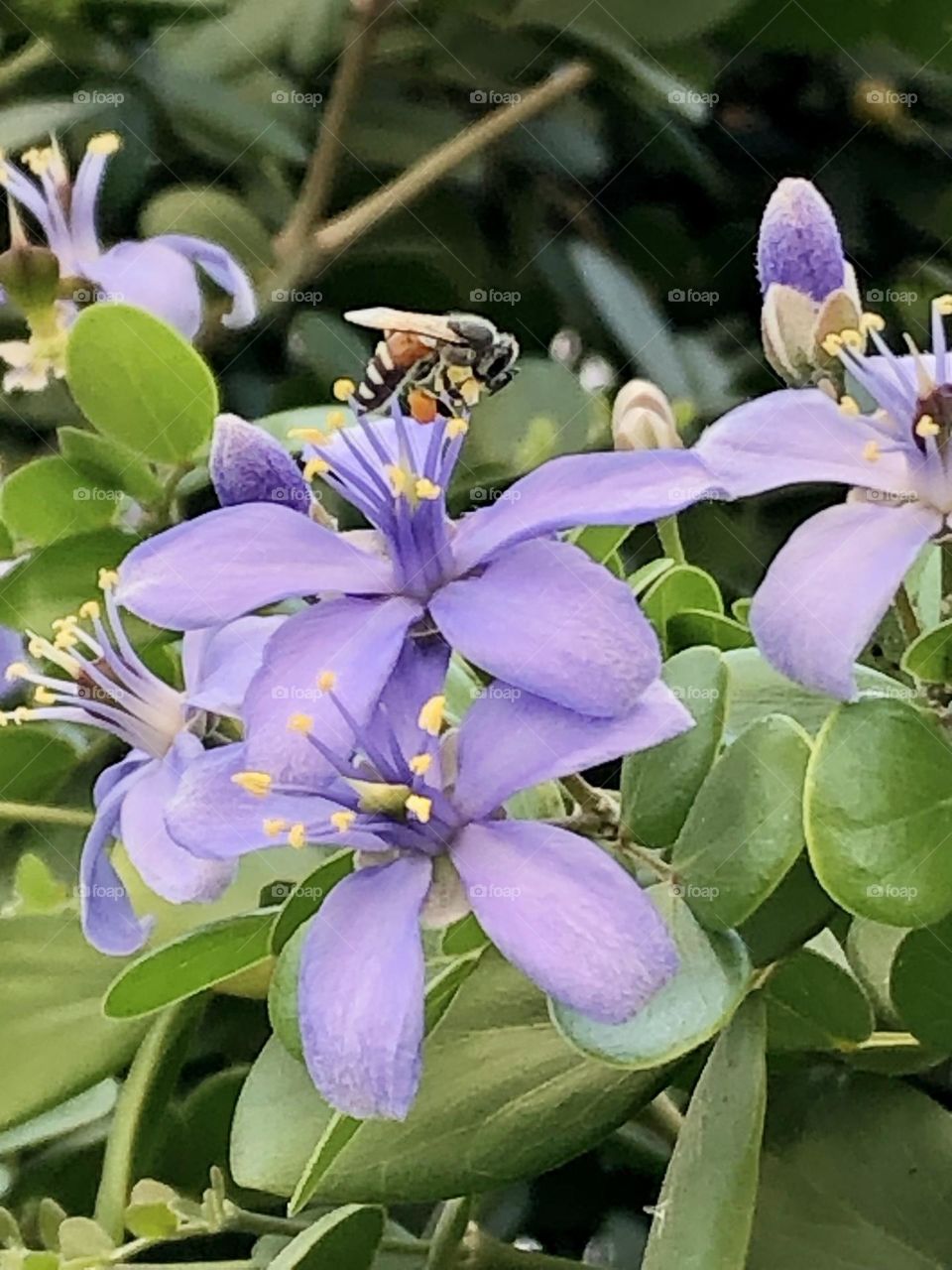 Flowers# purple and bee