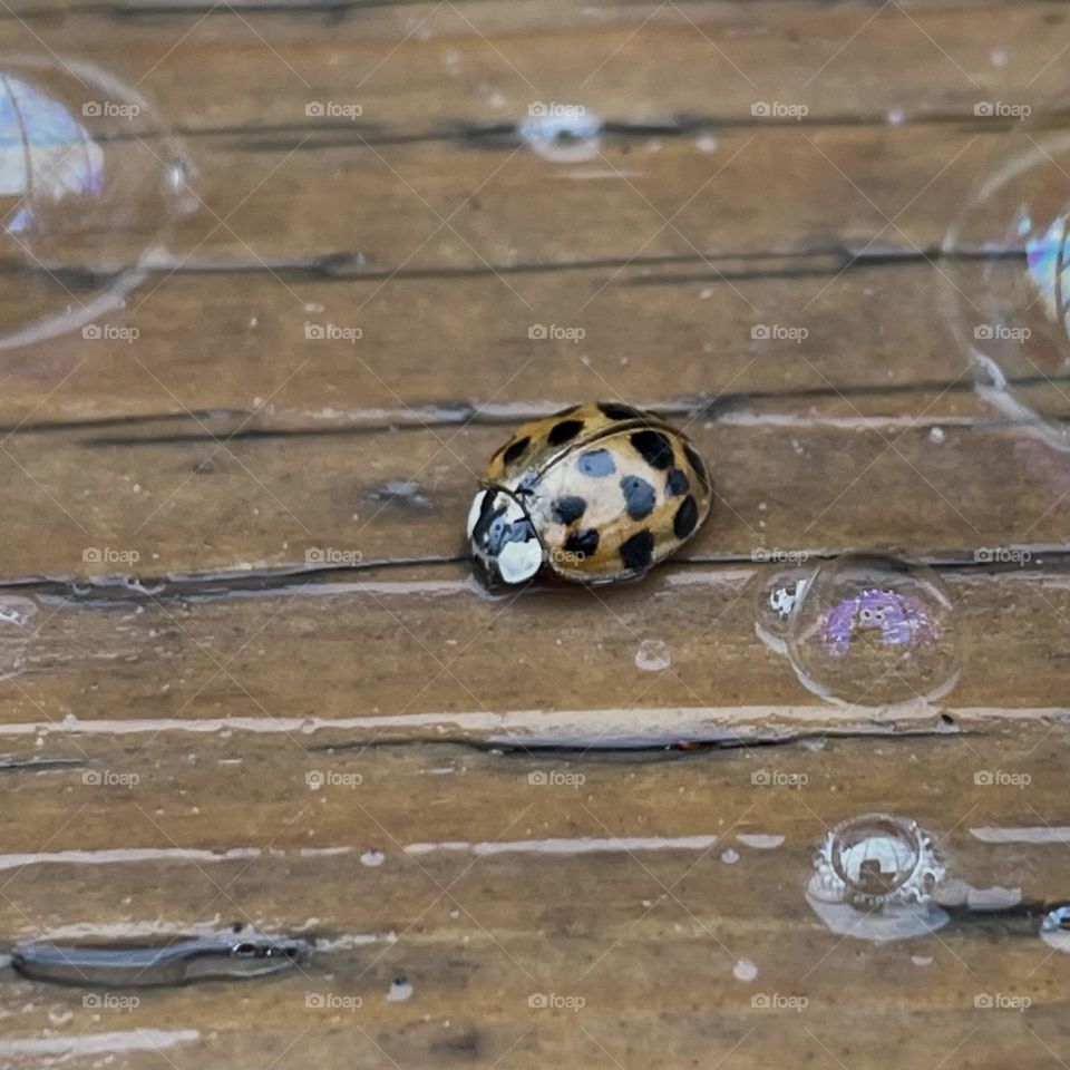 Ladybug and Bubbles…