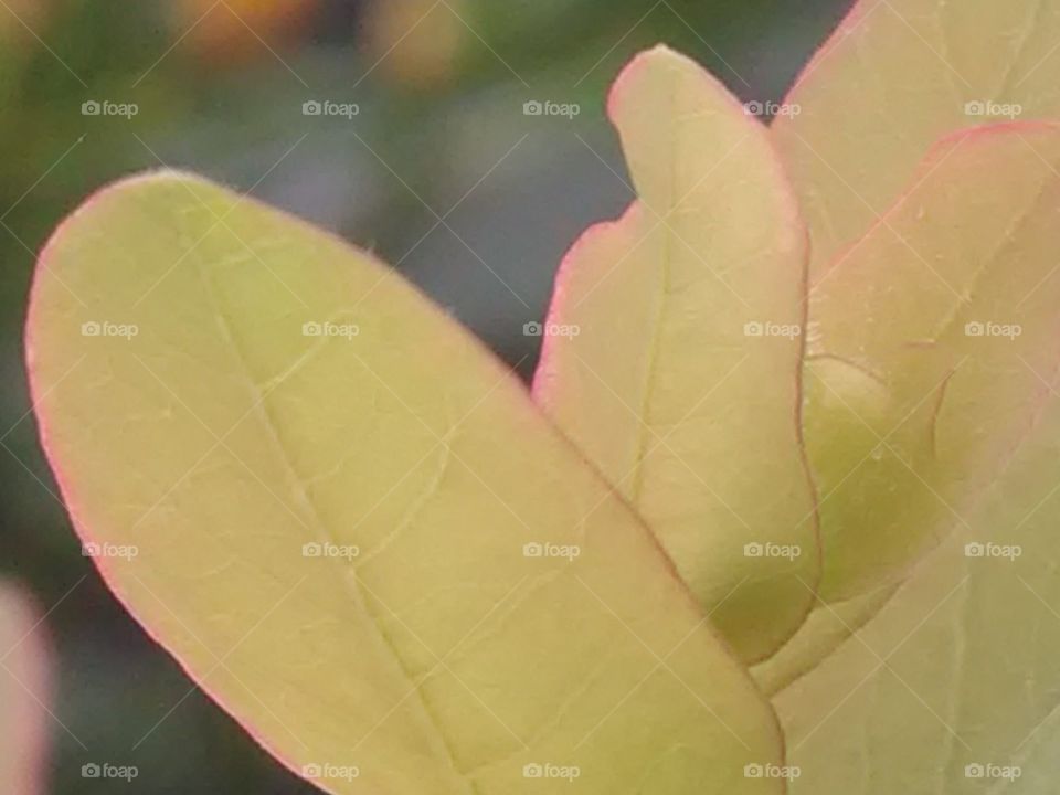Are the beautiful strips of light green and gray strips around the leaves beautiful?