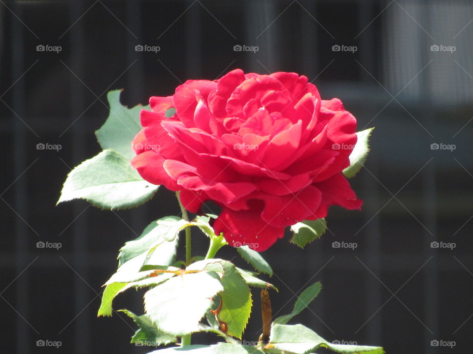 Long stem red rose