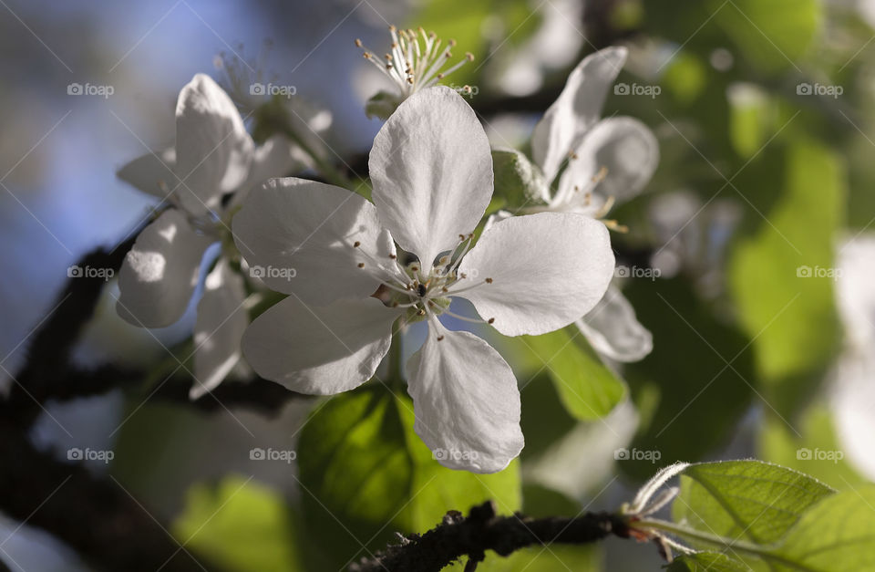 apple blossom