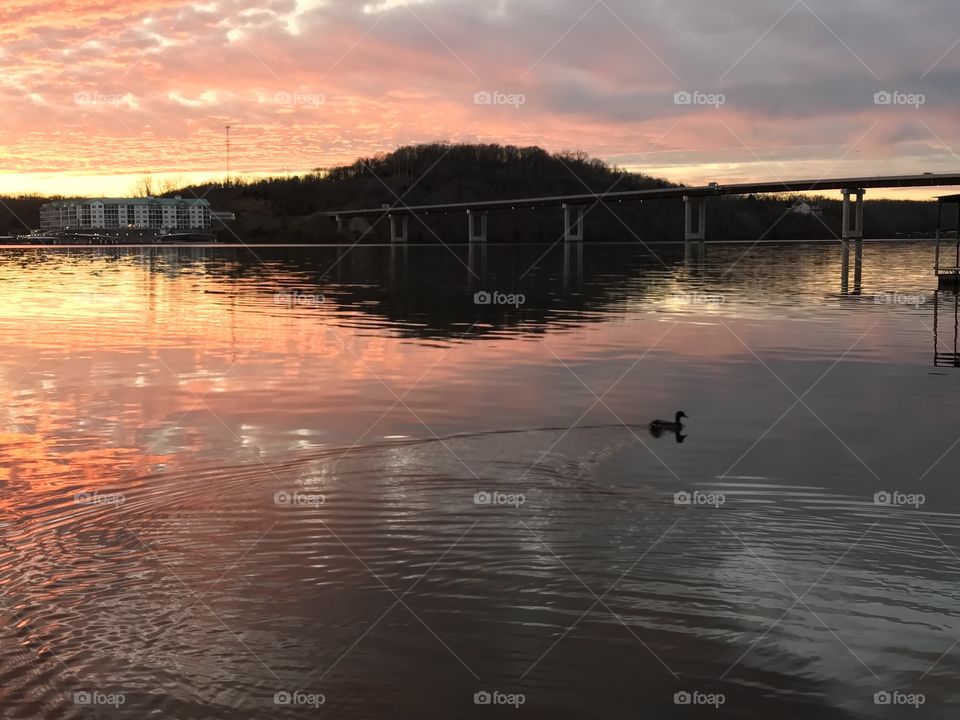 Duck on lake 