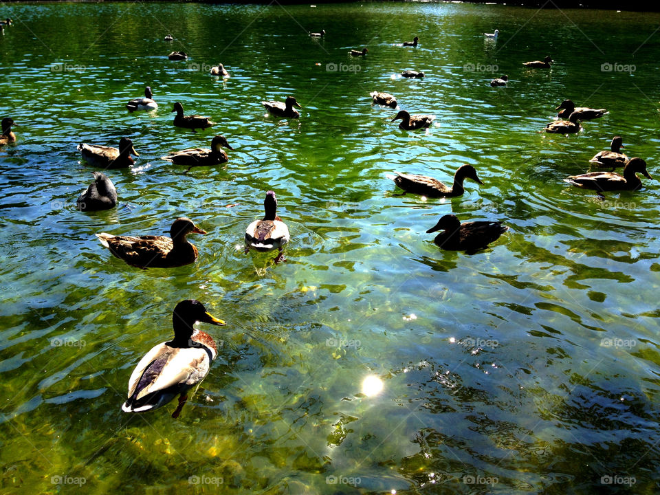 green birds pond water by dannytwotaps