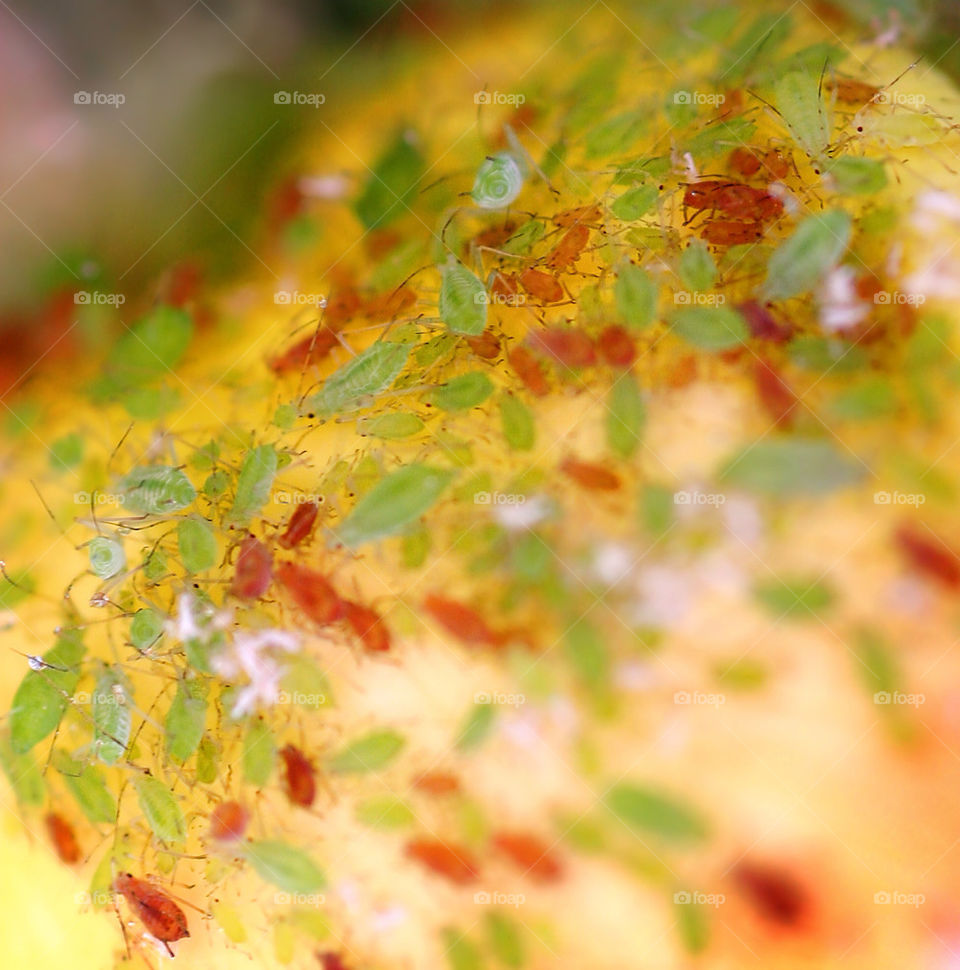 green garden nature flower by hlehnerer