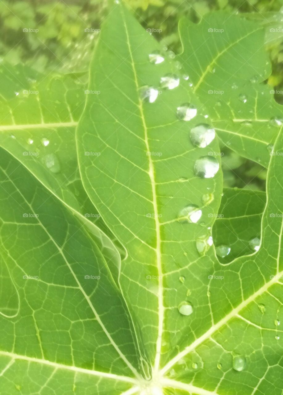 leaf, water