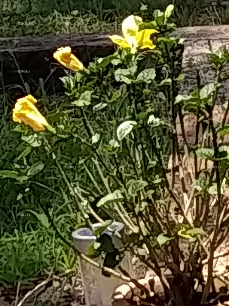 Bush