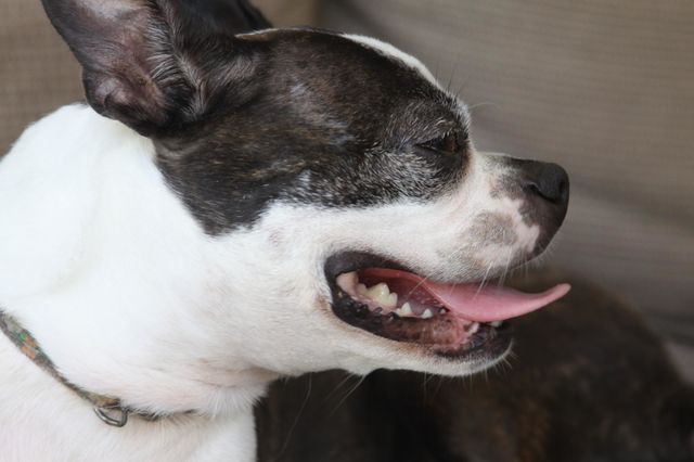 Sonrisa