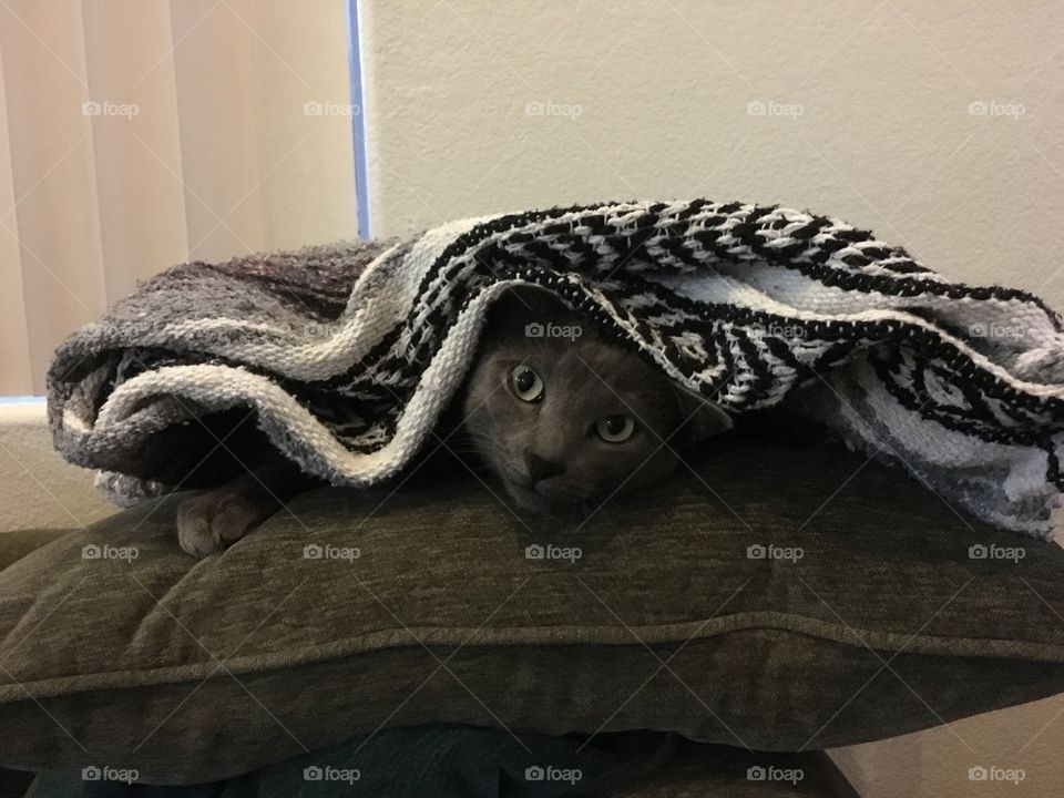 Russian Blue Hiding Spot. 