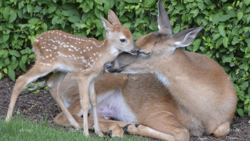 Doe and her fawn