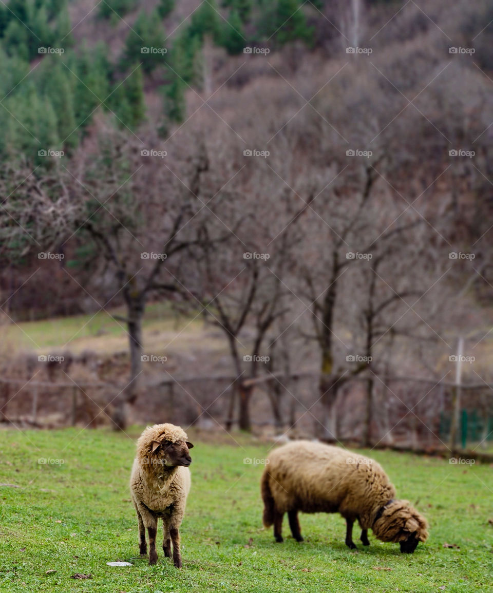 Brown in a green landscape