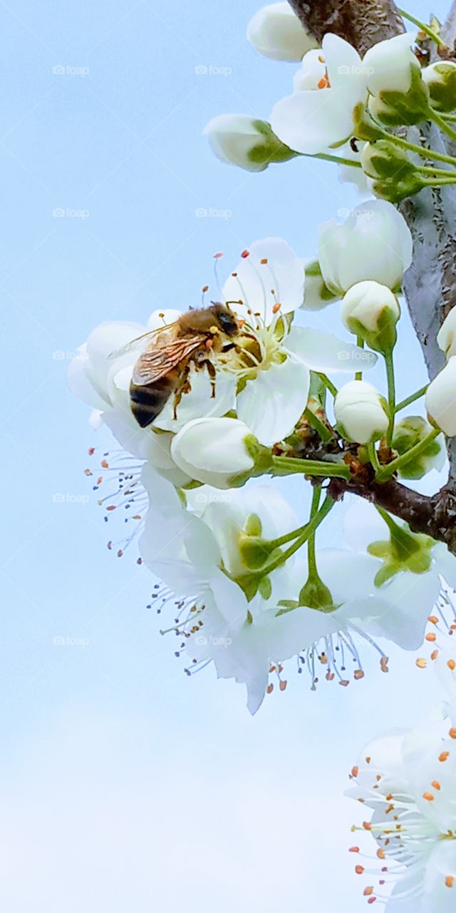 A bee pollinating the cherry flowers under the blue sky