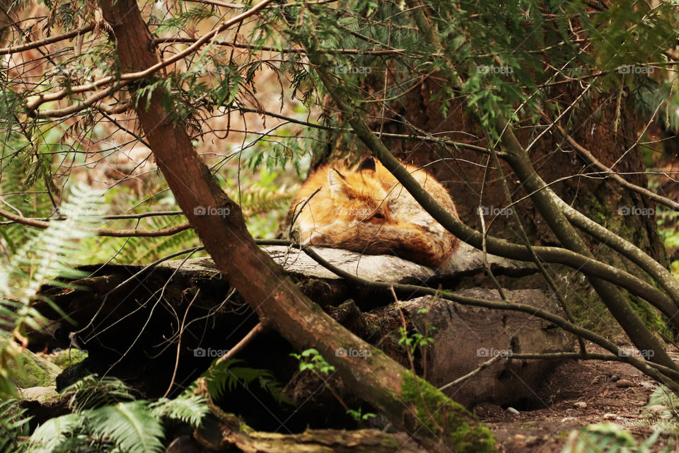 Fox laying on a large rock in the forest