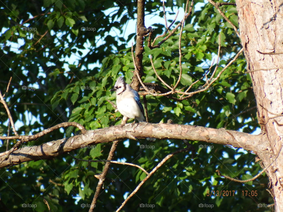 Resting puffy blue boy