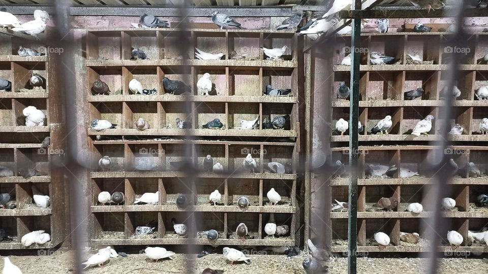 pigeons some with their partners and few don't have partners. The symbol of peace