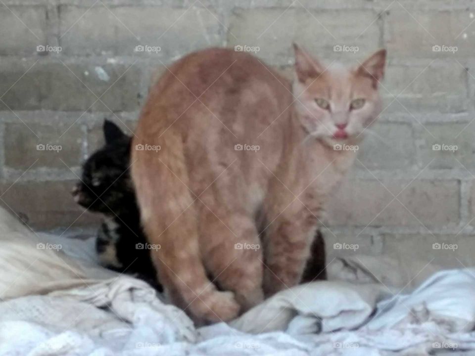 Cat, Mammal, Portrait, Animal, Cute