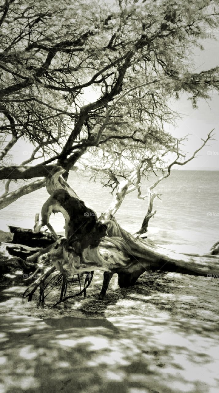 a tree by the sea
