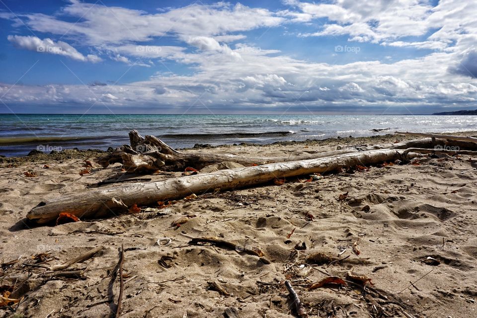 Driftwood on sandy beach