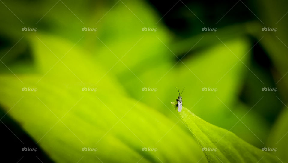 a stingray insect on a grass leaf