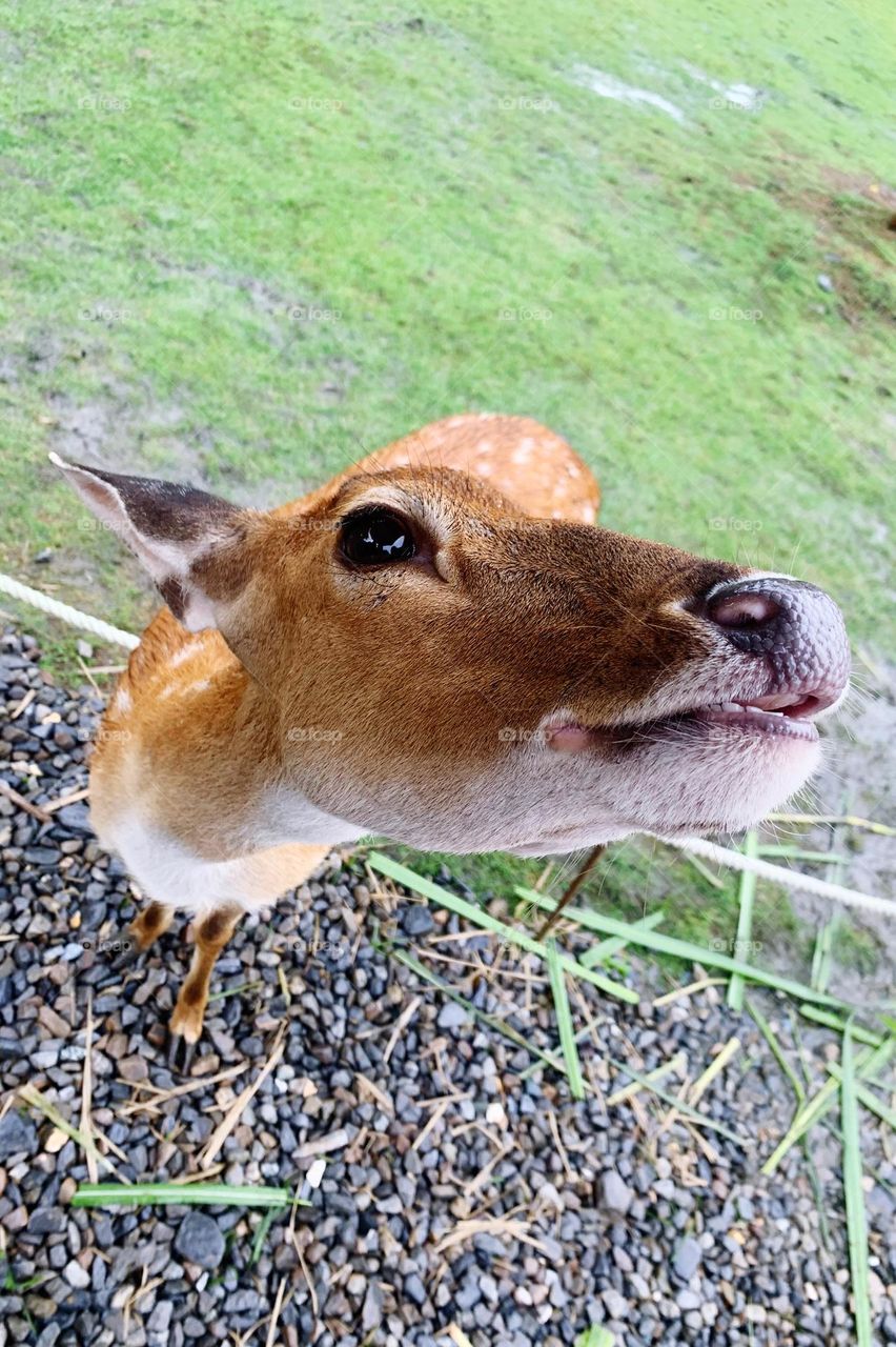 Deer closeup 