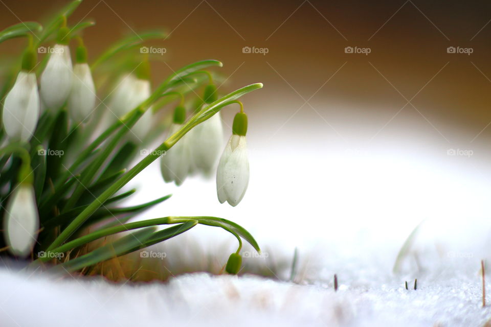 Snowdrops. First sign of spring.