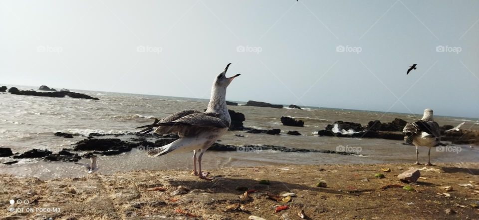 beautiful seagull at essaouira city in Morocco.