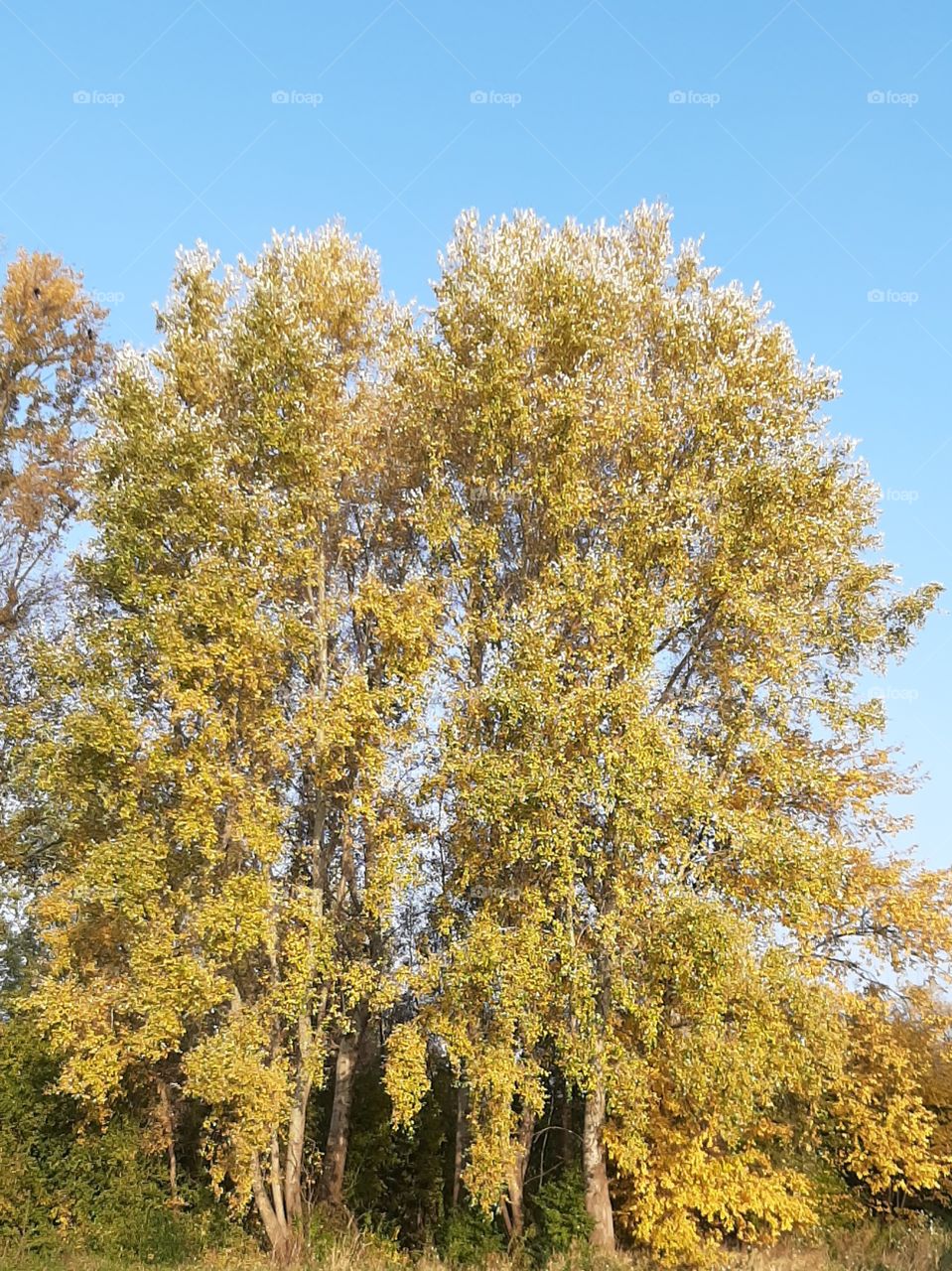 Yellow tree on blue sky in autumn