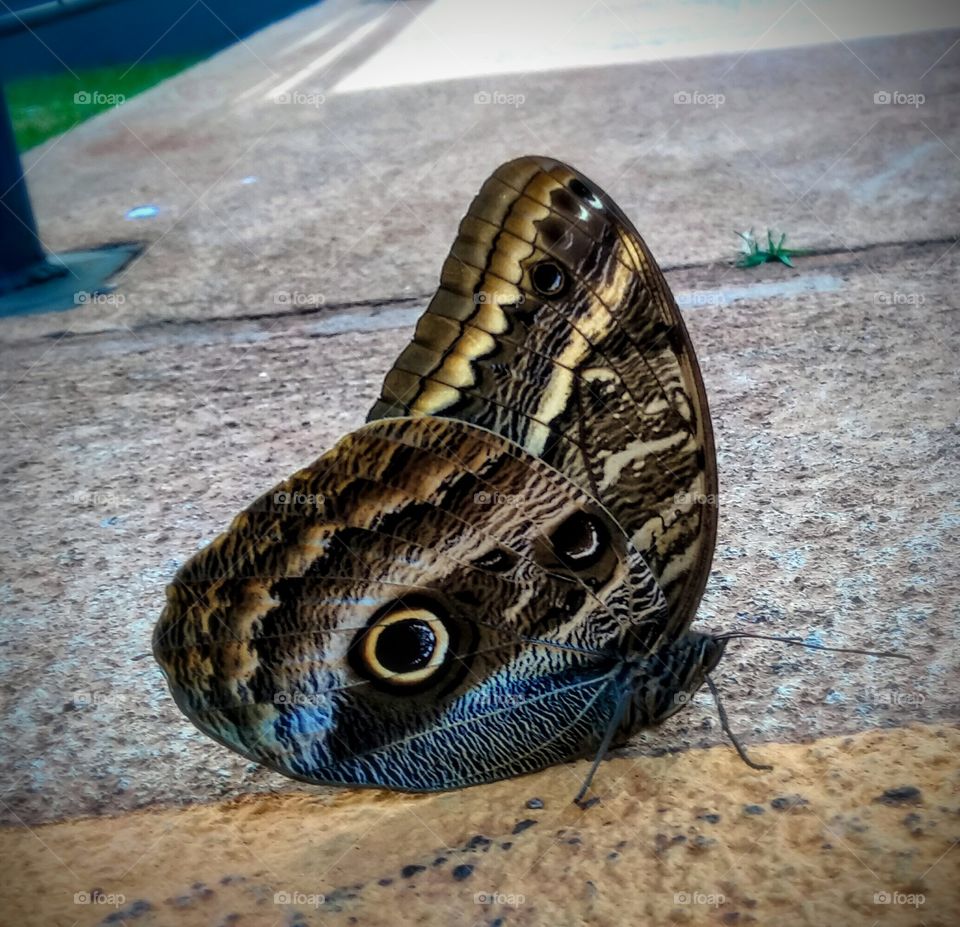 Butterfly with eyes on wings