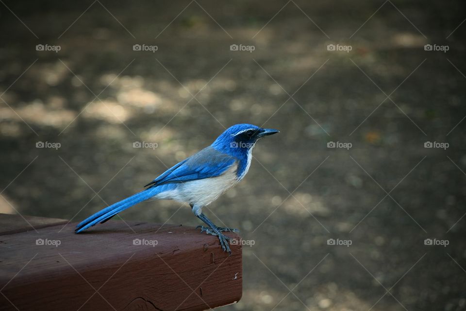 Bluebird at Lake Cachuma, CA

