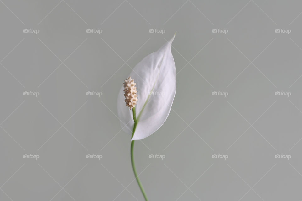 White flower, indoor, minimalism