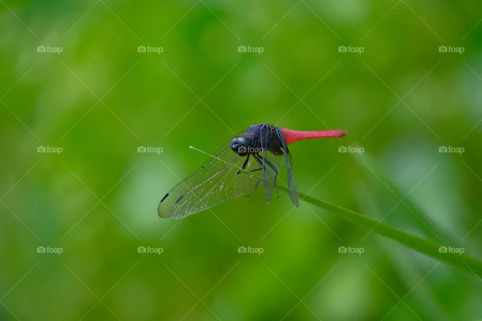 blue dragonfly