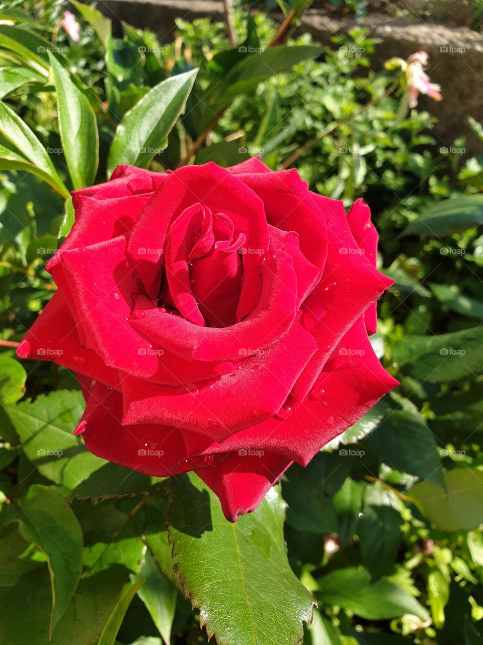rose