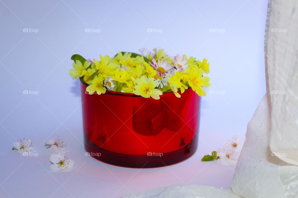 Primula vulgaris is the first spring flower in a red glass vase . Beautiful home decor