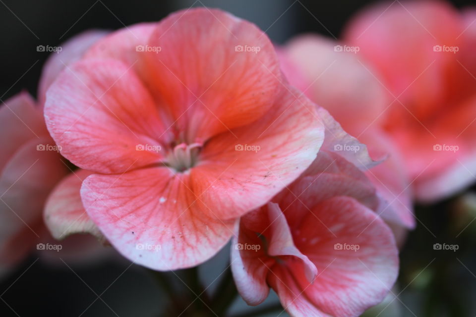 flower of a nutmeg