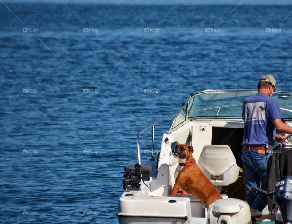 Boxer on a boat